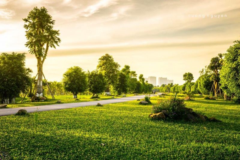 Con đường hoa vàng trên cỏ xanh dẫn vào phân khu biệt thự đảo Ecopark Grand - The Island