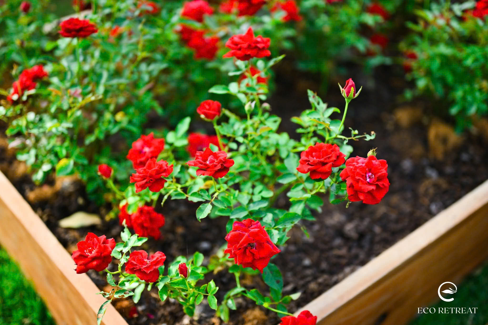 Gieo mầm xanh, gieo niềm vui – nơi cư dân đồng hành cùng thiên nhiên tại Eco Retreat.