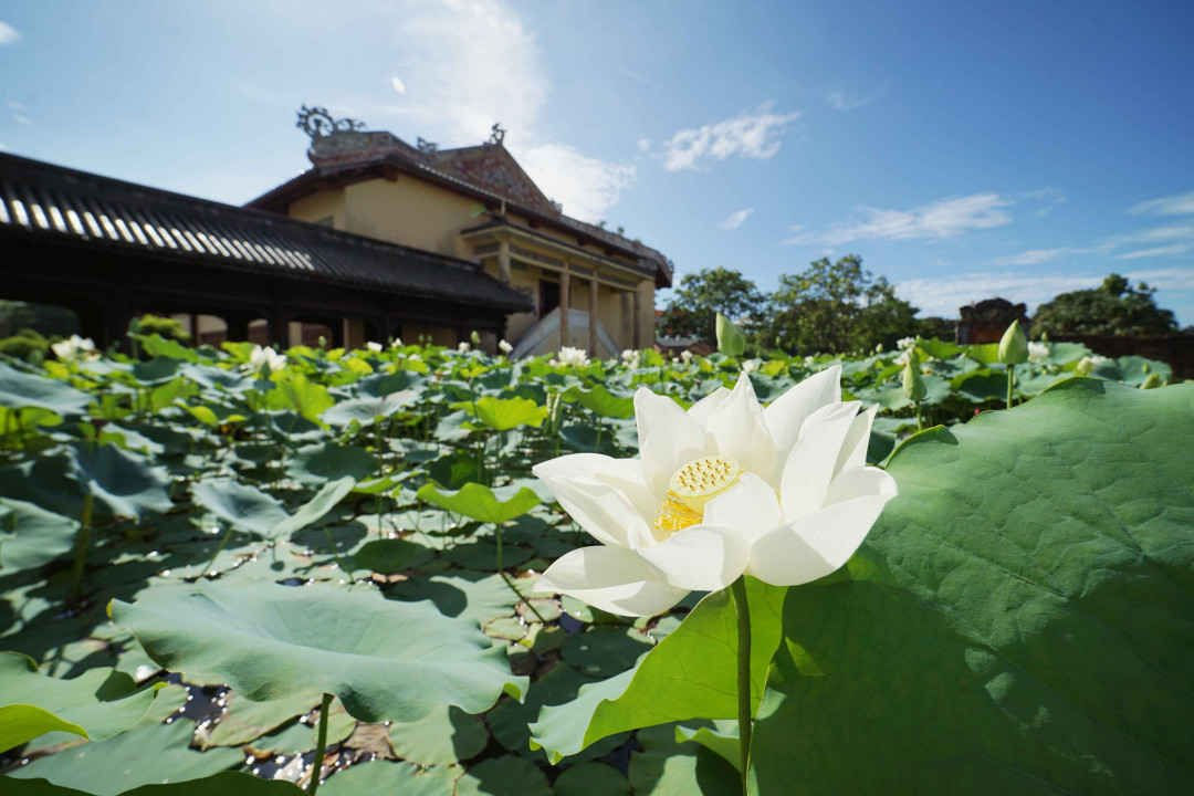 Vẻ đẹp của đầm sen trắng tại Hồ Tịnh Tâm được gọi là "Đệ nhất cố đô"