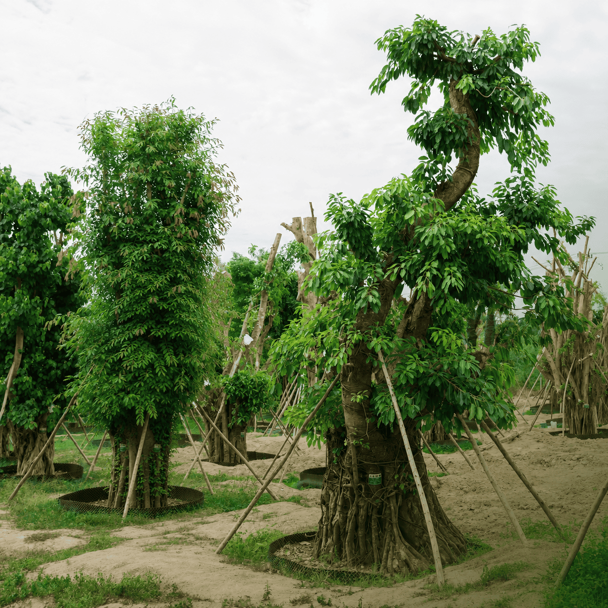 Mỗi cây được nuôi dưỡng để trở thành một phần của không gian sống xanh tại Coastal Quảng Ngãi